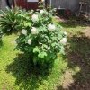 1-комн. дом320 000 EUR Аттика ID-112321 изображение 5