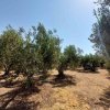 участок2 300 000 EUR Poligiros ID-113261 изображение 8