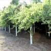 5+ -комн. гостиница2 500 000 EUR Ситония ID-113659 изображение 19